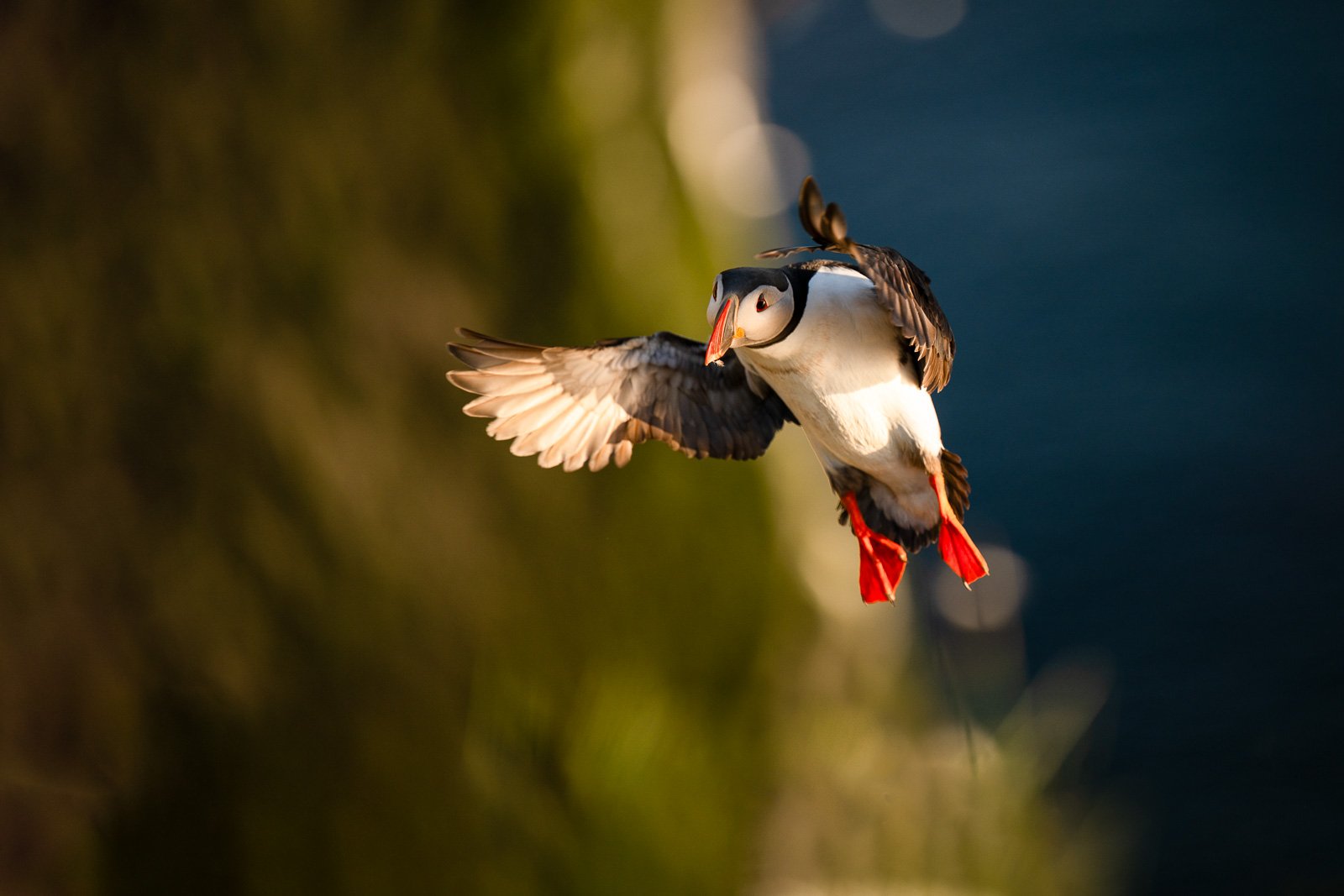 Photographie d'un macareux en plein vol sur l'île de Grimsey au solstice d'été en Islande