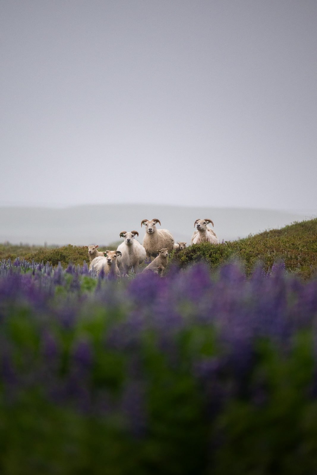 Moutons dans un champ de lupins en Islande