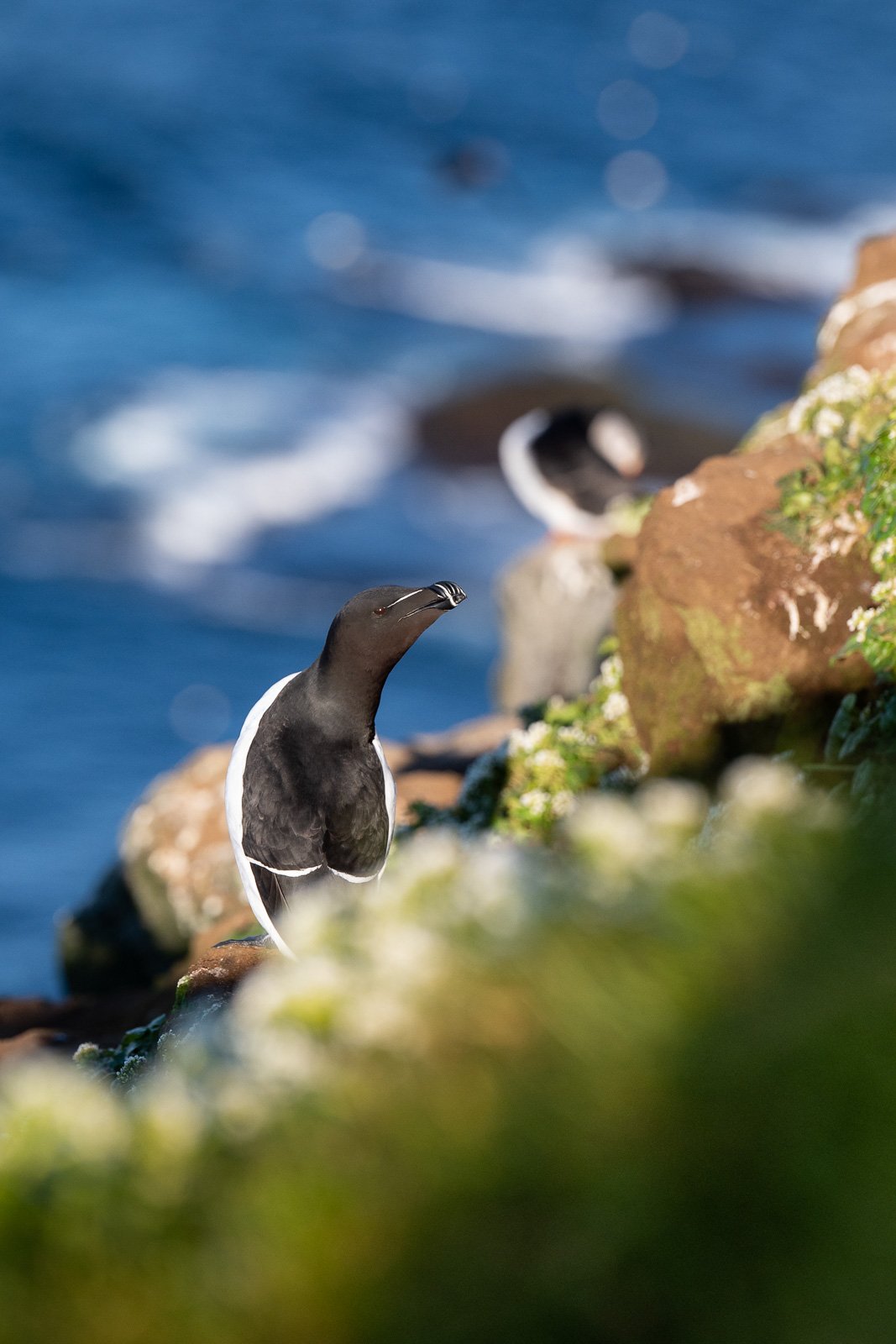 Guillemots entouré de fleurs sur une falaise sur l'île de Grimsey en Islande