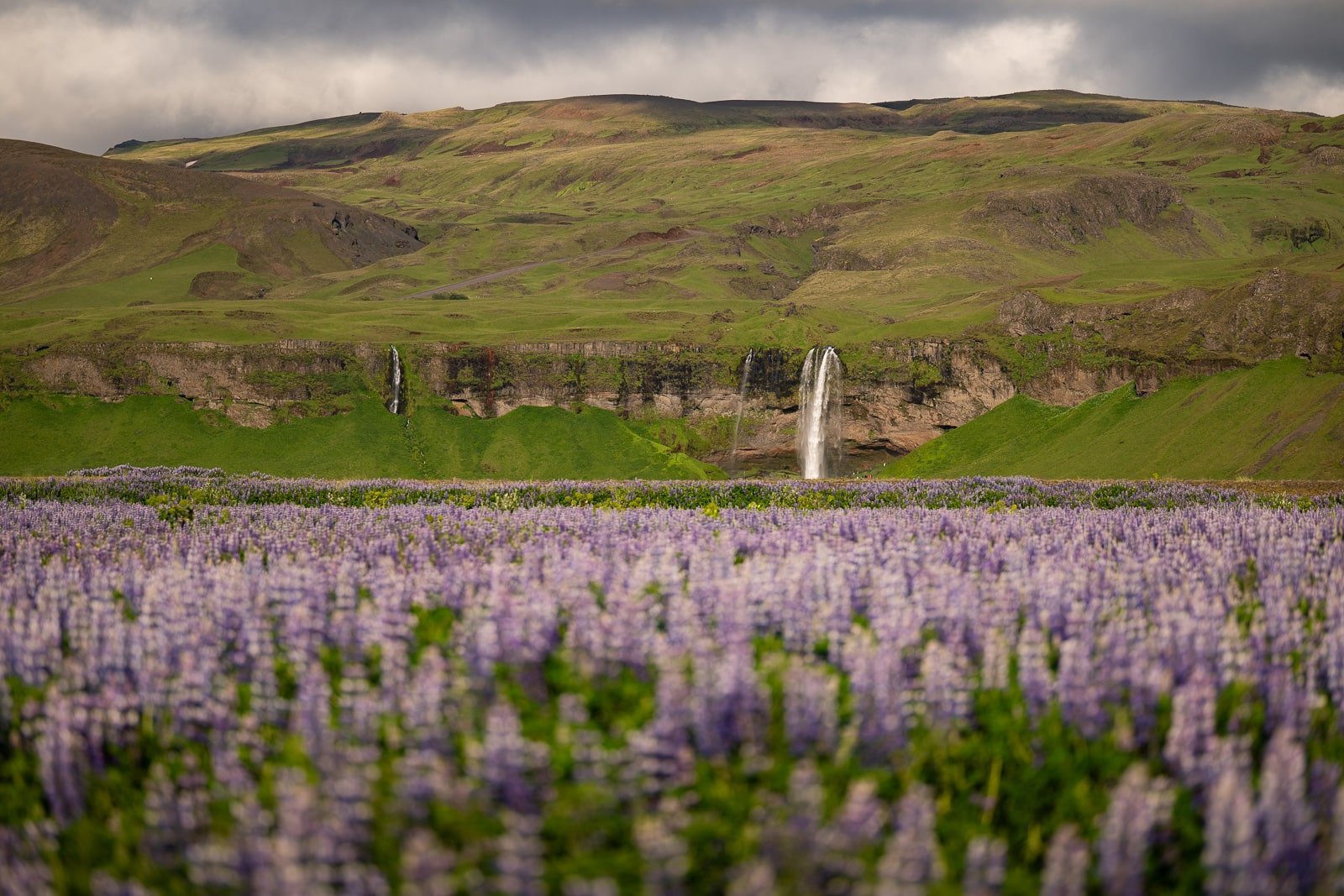Vue lointaine de la cascade Seljalandsfoss en Islande avec des lupins