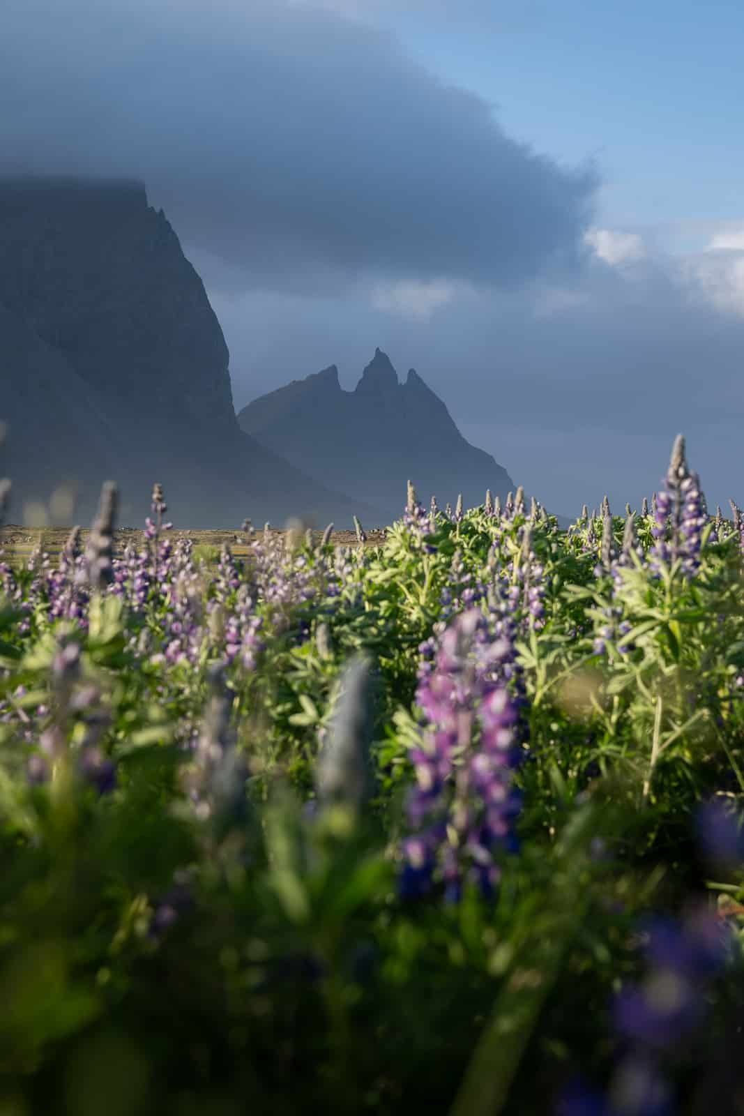 Champ de lupins violets devant la montagne noire de Vestrahorn à Stokksnes en Islande, fin juin