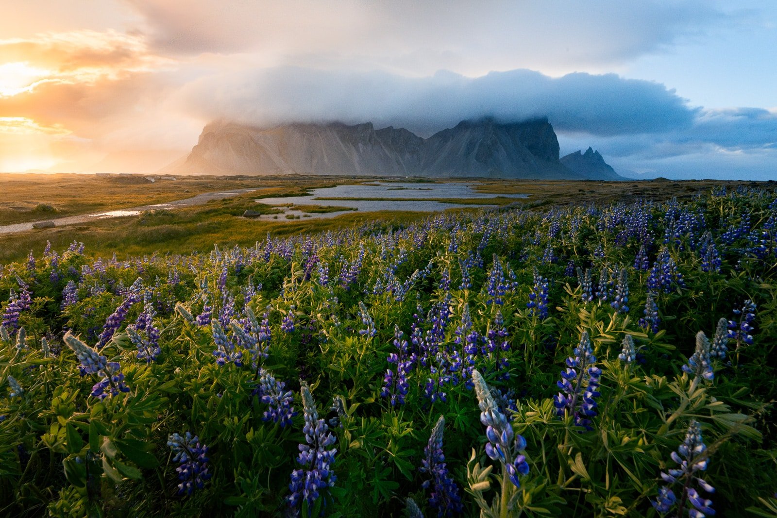 Paysage de Stokksnes en Islande avec un champ de lupins en plein été
