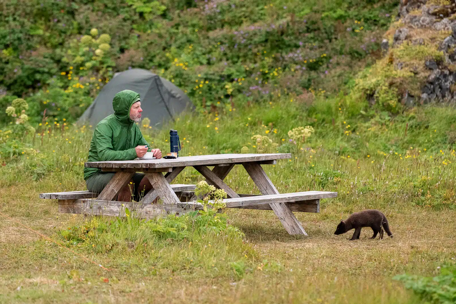 Eating in Hornstrandir is a matter of food self-sufficiency