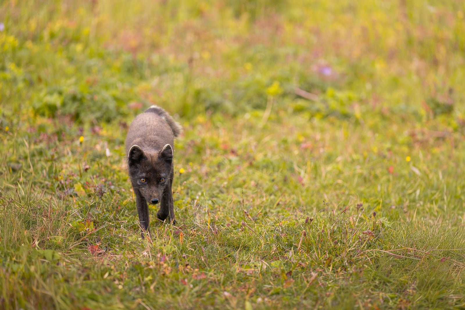 Mère des renards polaires à Hornstrandir marchant à travers les hautes herbes