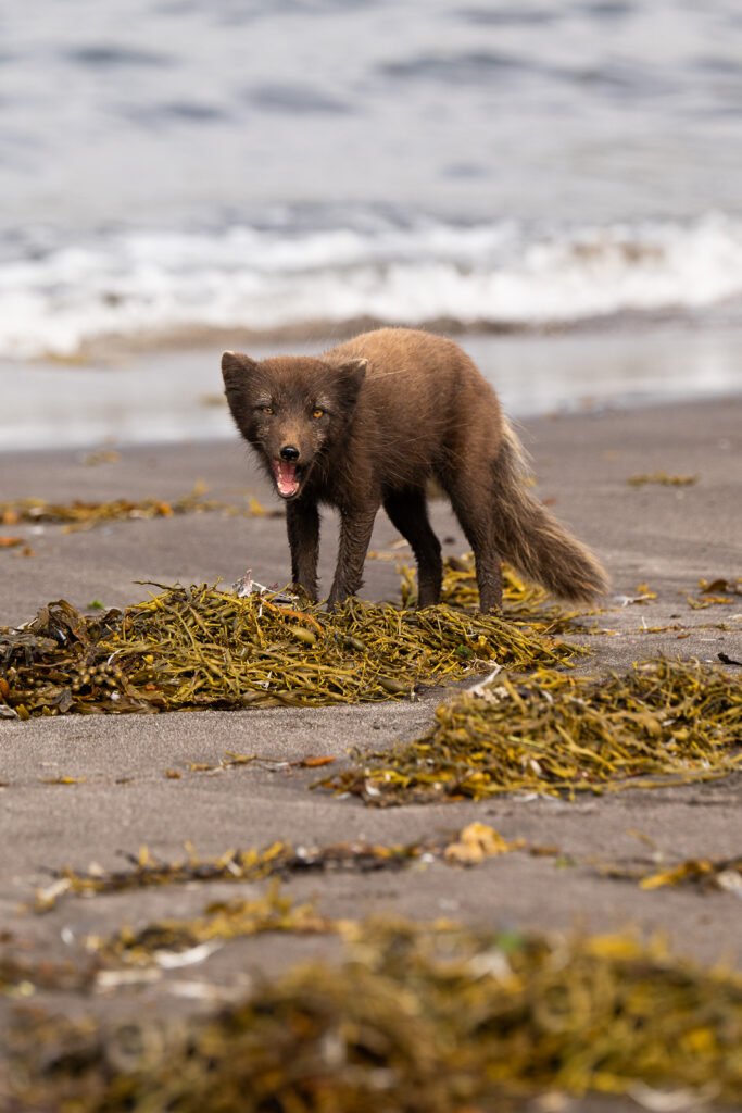 Renard polaire à Hornstrandir chassant sur la plage à marée basse