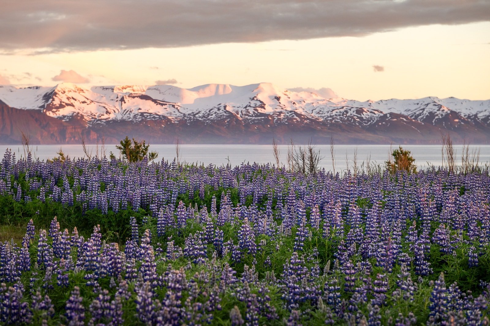 Photographie de lupins en Islande sous le soleil de minuit avec les fjords enneigés en arrière plan