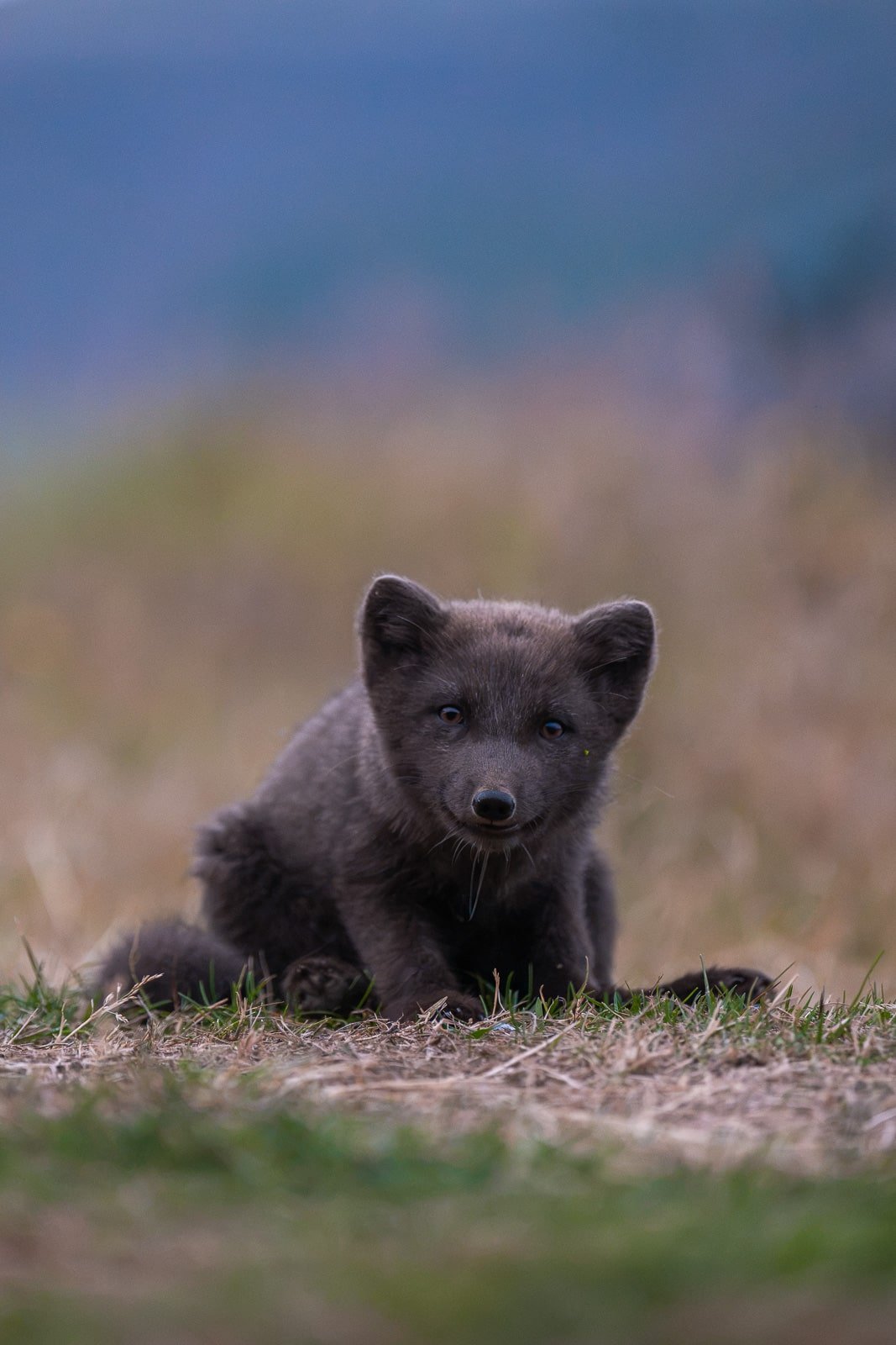 Portrait d'un renard polaire à Hornstrandir en Islande