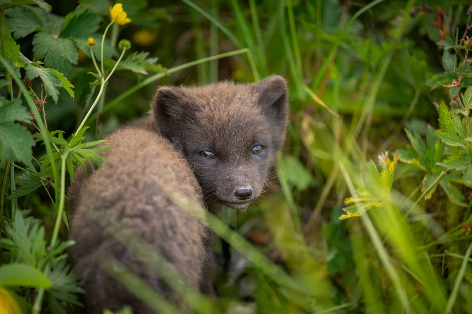 Portrait serré d'un jeune renard polaire à Hornstrandir