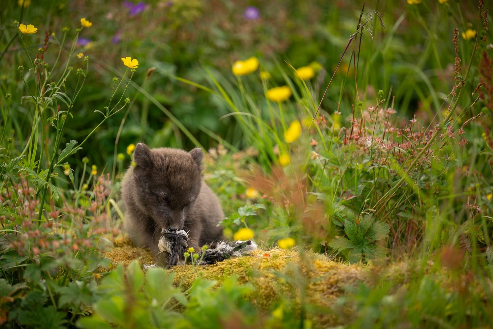 Renardeau dévorant un oiseau sur un tronc, l'un des renards polaires à Hornstrandir
