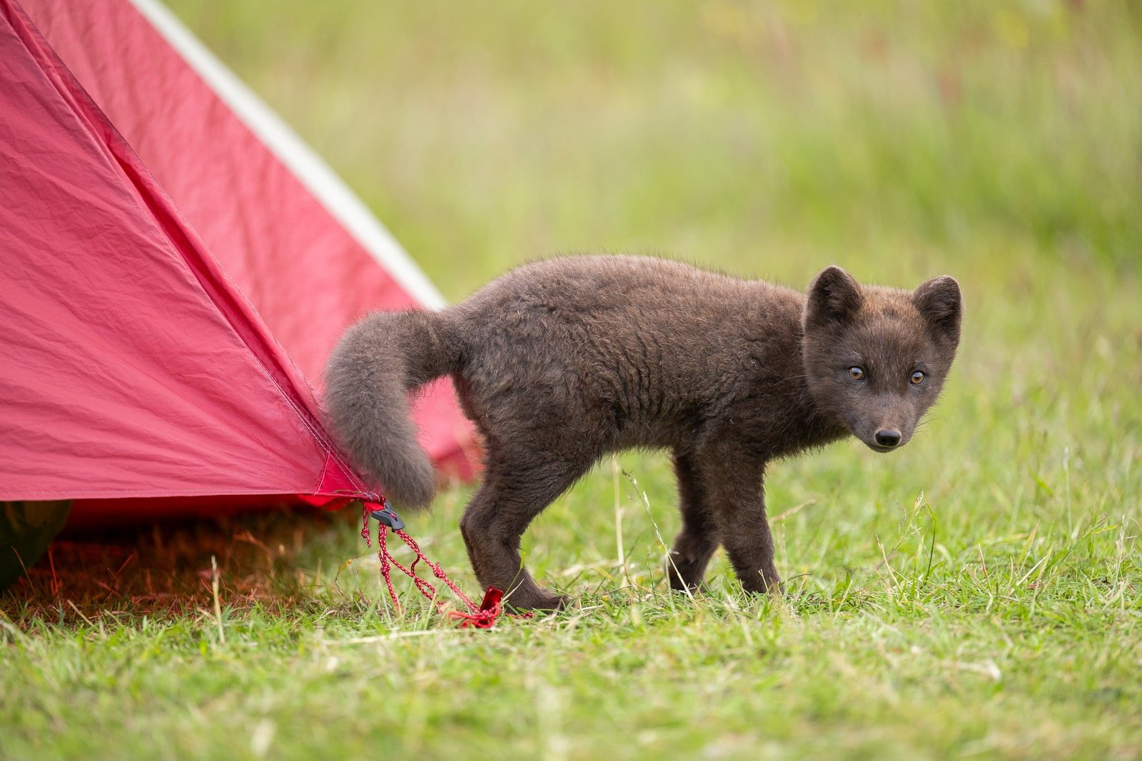 Un des renards polaires à Hornstrandir rôdant entre les tentes du camping de Hornvík
