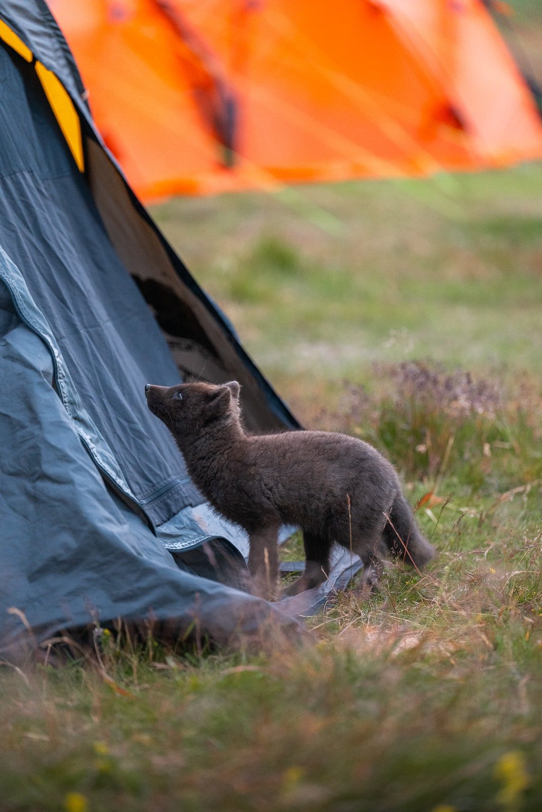 Renard polaire en train de fureter autour des tentes au camping d'Hornstrandir
