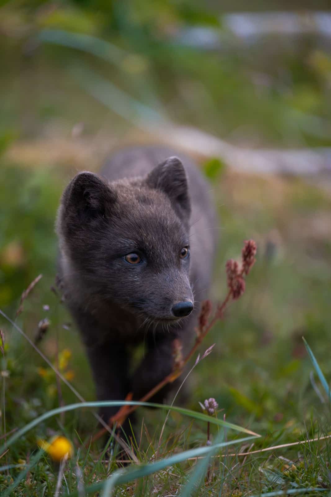 Renard polaire dans les herbes à Hornstrandir