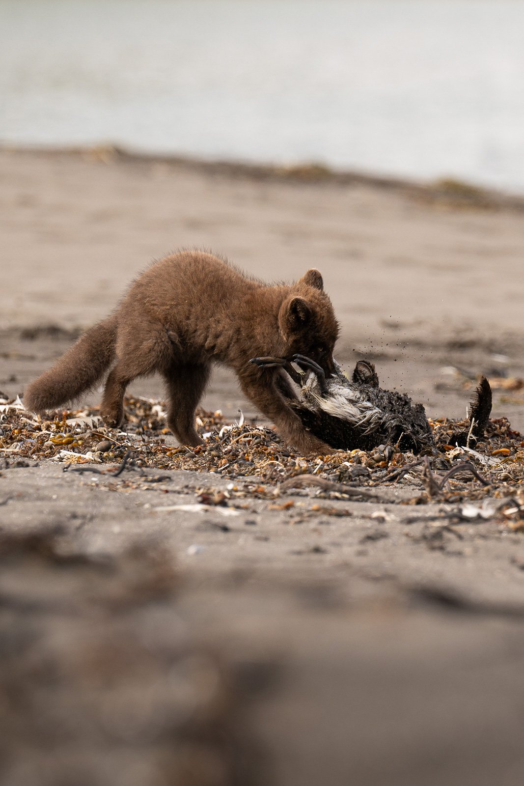 Renard polaire à Hornstrandir chassant sur la plage à marée basse