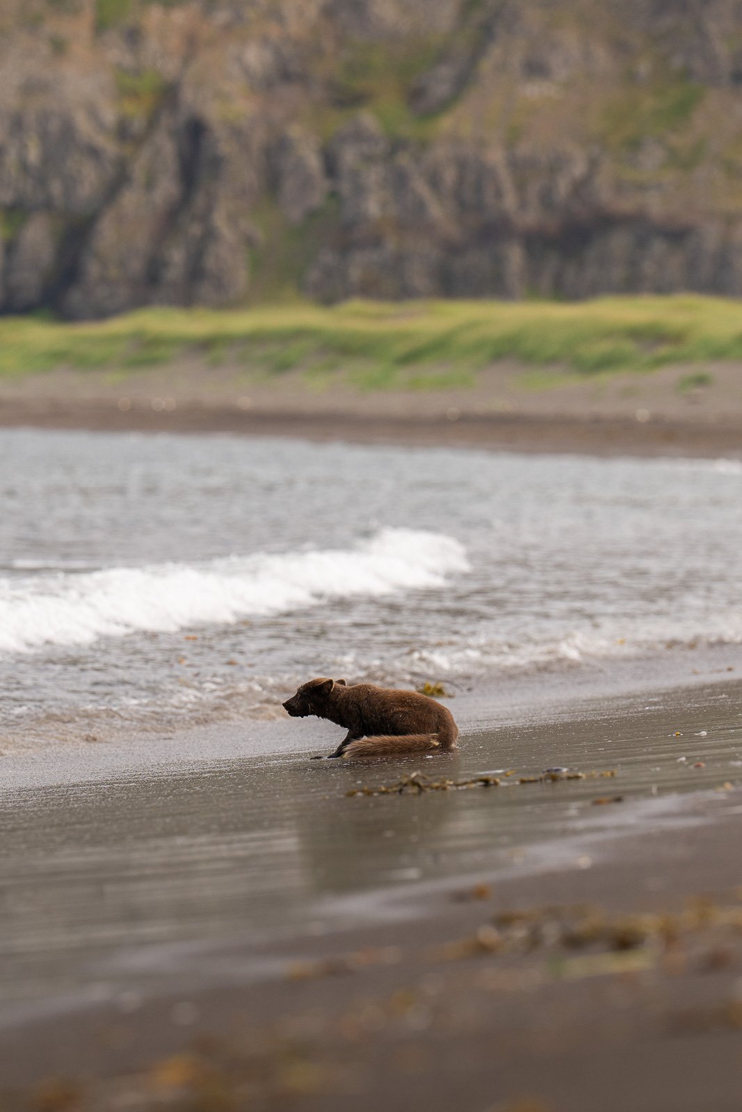 Mère des renards polaires à Hornstrandir chassant dans la mer