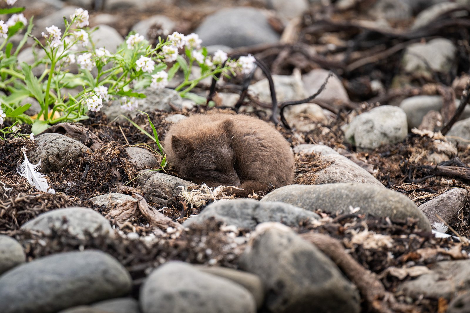 Renards polaires à Hornstrandir en train de dormir dans les cailloux sur la plage
