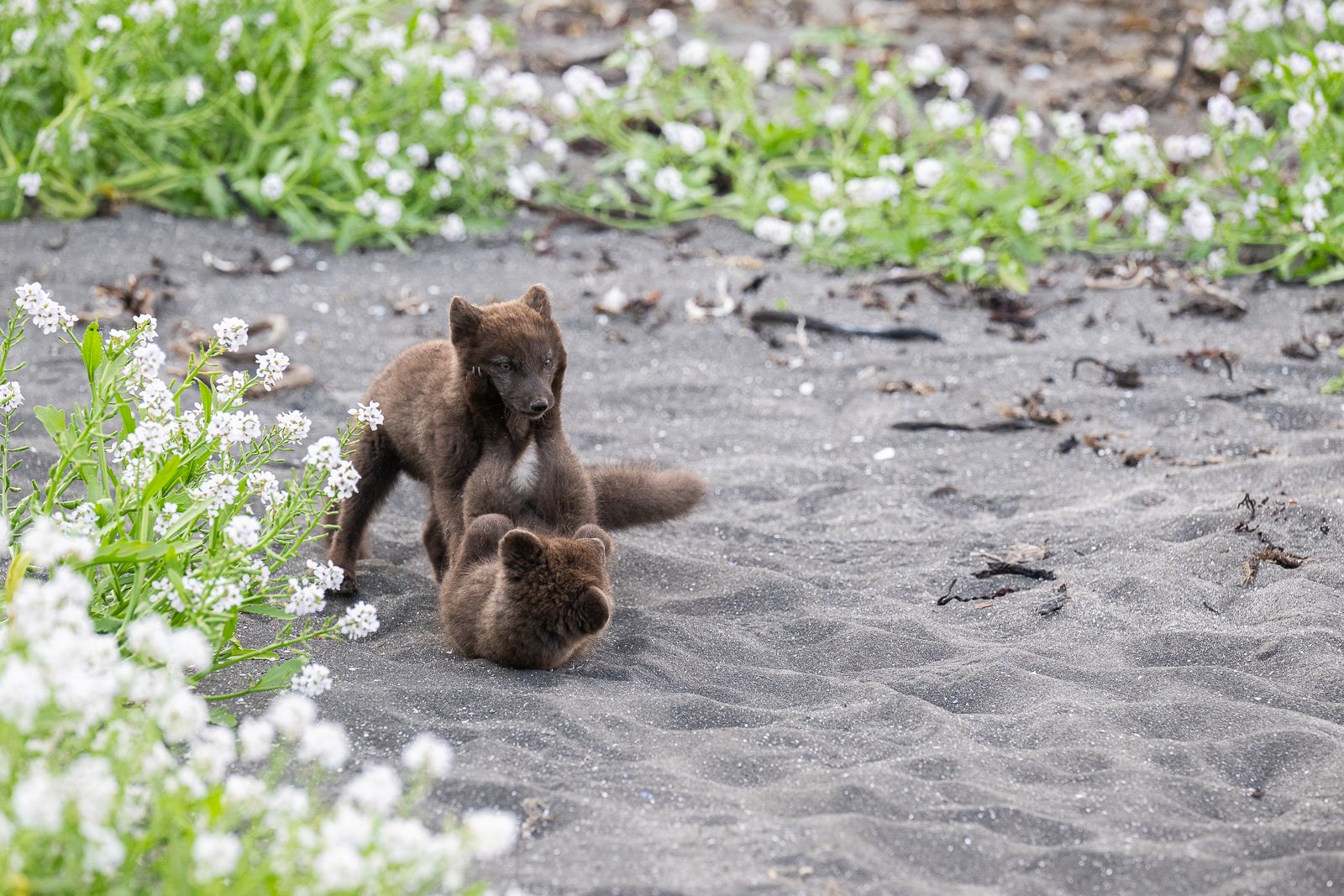 Deux renardeaux en train de jouer dans le sable en Islande