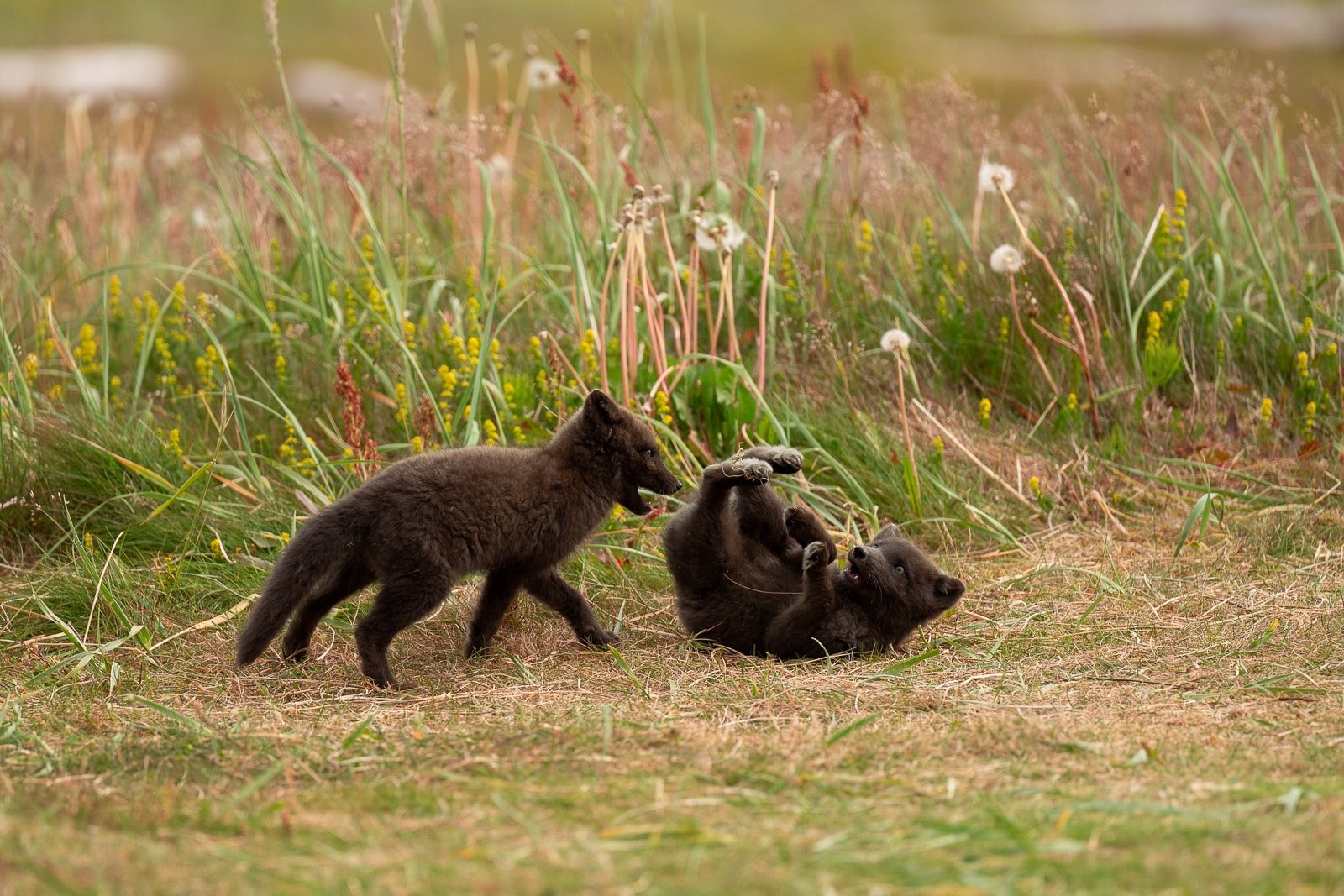 Deux renardeaux, jeunes renards polaires à Hornstrandir, en train de jouer